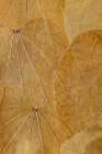 USA, Washington State, Seabeck. Close-up of pressed leaves. Art Print